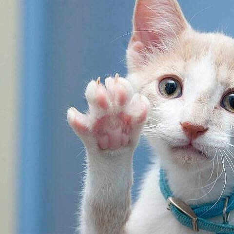 Coconut joined the competition — help win amazing prizes!