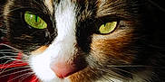 Ghâna participe au concours pour gagner de l'argent avec cette photo : aegean_cat, american_wirehair, black_and_white, carnivore, cat, close_up, domestic_short_haired_cat, ear, european_shorthair, eye, felidae, fur, kitten, norwegian_forest_cat, nose, polydactyl_cat, small_to_medium_sized_cats, snout, whiskers