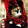 Ghâna participe au concours pour gagner de l'argent avec cette photo : carnivore, cat, felidae, fur, graphics, illustration, kitten, love, photo_caption, pink, plant, red, small_to_medium_sized_cats, valentines_day, whiskers, window