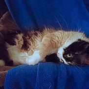 Ghâna a rejoint le concours — aidez-le/la à gagner de superbes lots ! carnivore, cat, claw, cymric, domestic_long_haired_cat, ear, fawn, felidae, fur, kitten, mammal, paw, polydactyl_cat, small_to_medium_sized_cats, snowshoe, tail, whiskers