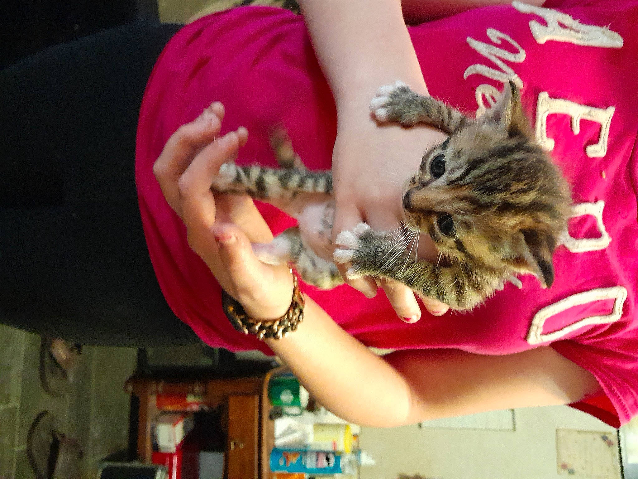 Baby Tiger is registered to the contest to win money with this photo: bracelet, carnivore, cat, claw, domestic_short_haired_cat, felidae, fun, fur, gesture, hand, human_leg, jewellery, nail, paw, small_to_medium_sized_cats, temporary_tattoo, thigh, whiskers, wildlife, wrist