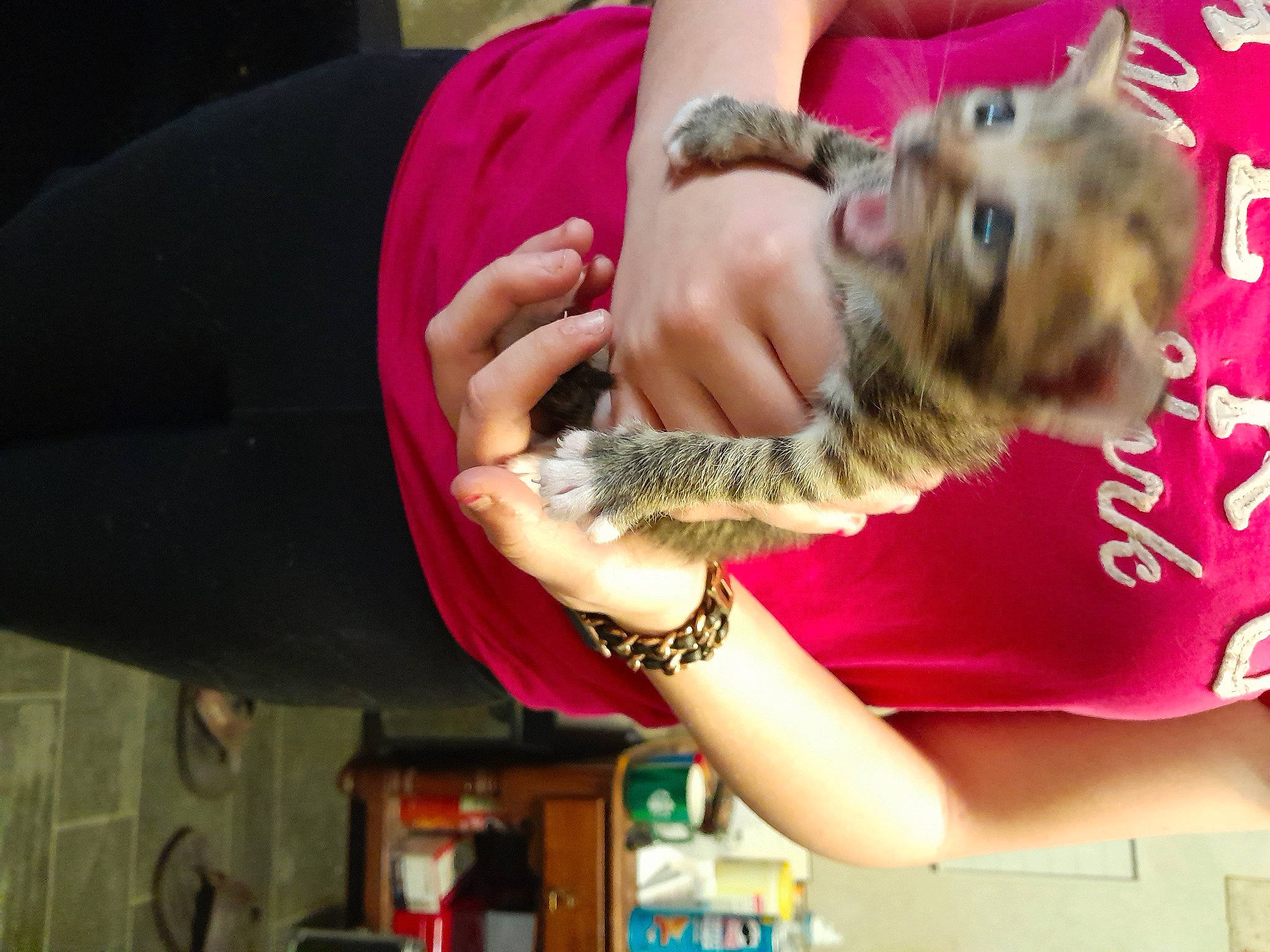 Baby Tiger is registered to the contest to win money with this photo: canidae, carnivore, child, companion_dog, dog, dog_breed, dog_supply, fawn, felidae, ferret, fur, mammal, nail, paw, rodent, small_to_medium_sized_cats, sporting_group, toy_dog, vertebrate, wrist