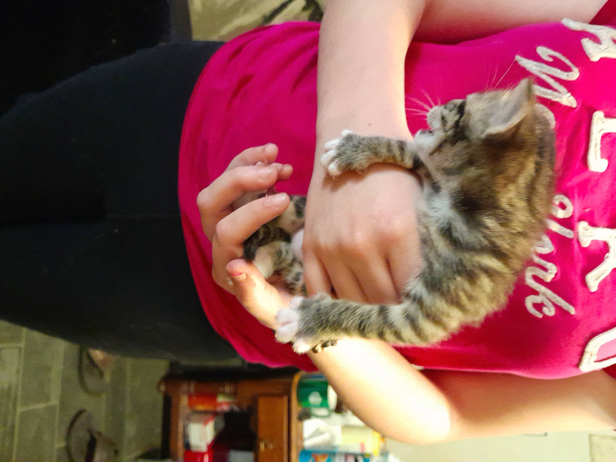 Baby Tiger joined the competition — help win amazing prizes! canidae, carnivore, cat, claw, comfort, companion_dog, dog_breed, domestic_short_haired_cat, felidae, finger, fur, hand, human_leg, nail, paw, small_to_medium_sized_cats, sporting_group, tail, whiskers, wrist