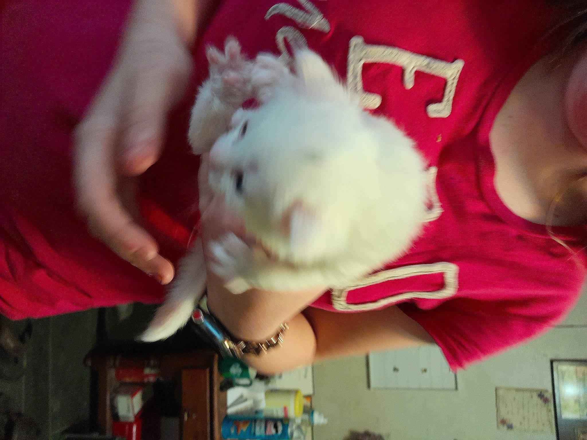 Grease Monkey joined the competition — help win amazing prizes! carmine, child, companion_dog, dog_breed, event, fashion_accessory, flesh, fun, fur, happy, magenta, nail, pink, red, stuffed_toy, toy, toy_dog