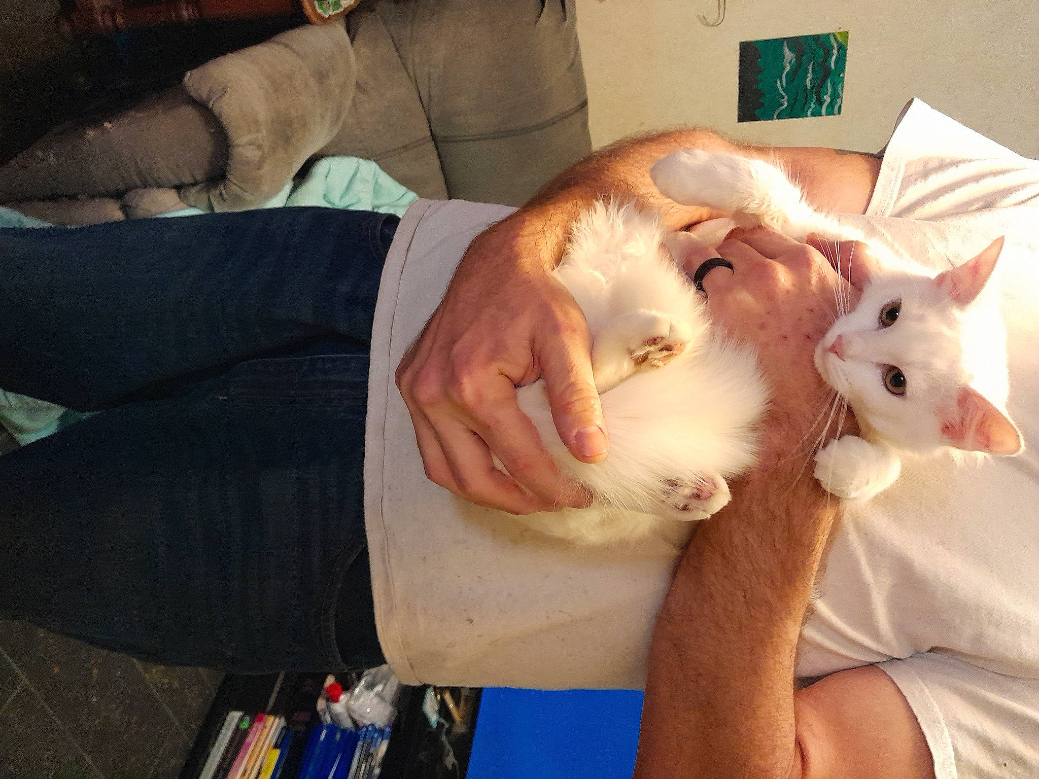 Button is registered to the contest to win money with this photo: arm, carnivore, cat, claw, cockatoo, comfort, companion_dog, dog_breed, domestic_short_haired_cat, fawn, felidae, fur, gesture, hand, lap, nail, small_to_medium_sized_cats, tail, whiskers, wrist