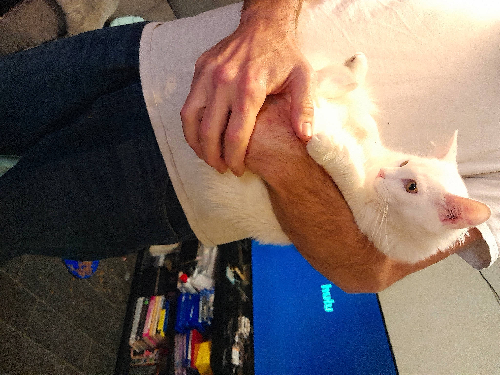 Button joined the competition — help win amazing prizes! carnivore, cat, cockatoo, domestic_short_haired_cat, ear, eye, fawn, felidae, finger, fur, gesture, hand, nail, small_to_medium_sized_cats, tail, whiskers, wrist