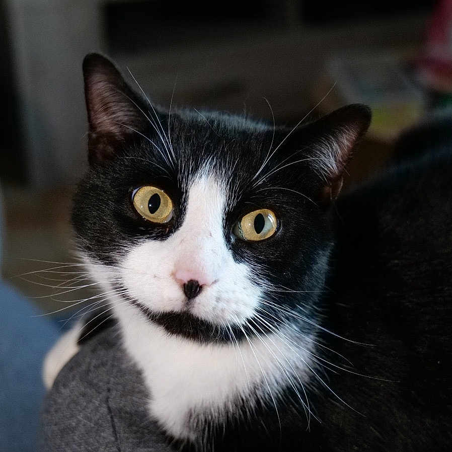 Moon a rejoint le concours — aidez-le/la à gagner de superbes lots ! alert, animal, animal_face, black_and_white, cat, close_up, curious, cute, domestic_animal, feline, fur, indoor, looking, mammal, pet, portrait, soft_background, whiskers, whiskers_visible, yellow_eyes