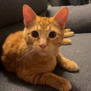 Milo participe au concours pour gagner de l'argent avec cette photo : cat, orange_tabby, pet, animal, feline, indoor, couch, fur, whiskers, ears, eyes, paws, relaxing, cute, domestic_animal, mammal, looking, resting, home, curious