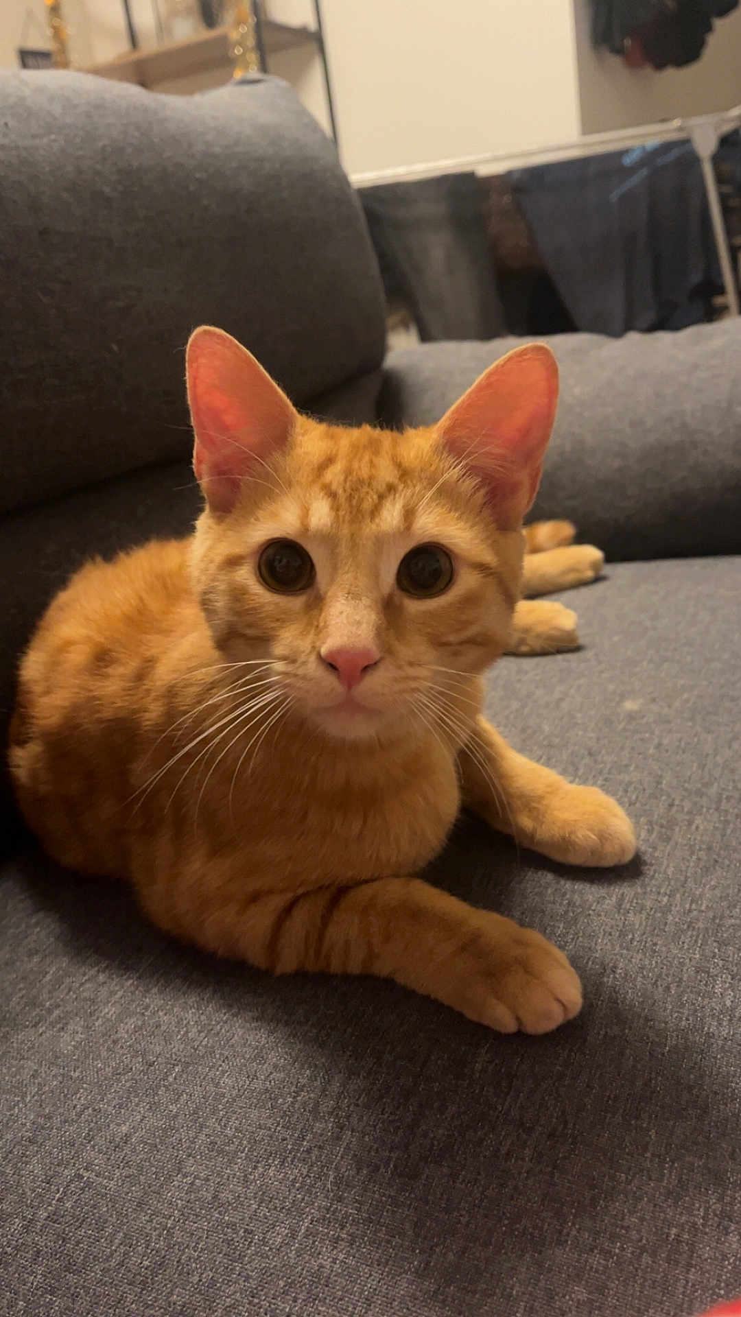 Milo