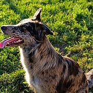 Naya participe au concours pour gagner de l'argent avec cette photo : dog, animal, outdoor, grass, sunlight, pet, canine, happy, tongue_out, ears_up, nature, mammal, sitting, daylight, friendly, profile, fur, playful, summer, greenery