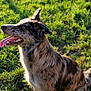 dog, animal, outdoor, grass, sunlight, pet, canine, happy, tongue_out, ears_up, nature, mammal, sitting, daylight, friendly, profile, fur, playful, summer, greenery