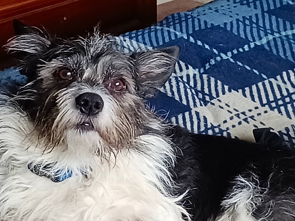 Oscar joined the competition — help win amazing prizes! art, canidae, carnivore, companion_dog, dog, dog_breed, dog_collar, dog_supply, fur, pattern, pet_supply, puppy_love, small_terrier, snout, sporting_group, terrier, toy, toy_dog, whiskers, working_animal