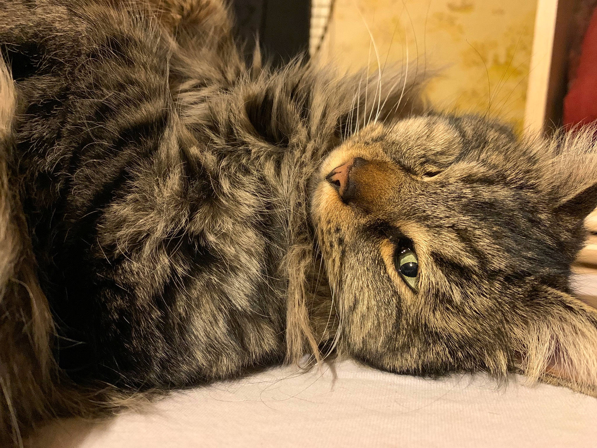 Little One is registered to the contest to win money with this photo: carnivore, cat, claw, close_up, comfort, domestic_short_haired_cat, felidae, fur, grey, nap, natural_material, paw, sleep, small_to_medium_sized_cats, snout, terrestrial_animal, vertebrate, whiskers