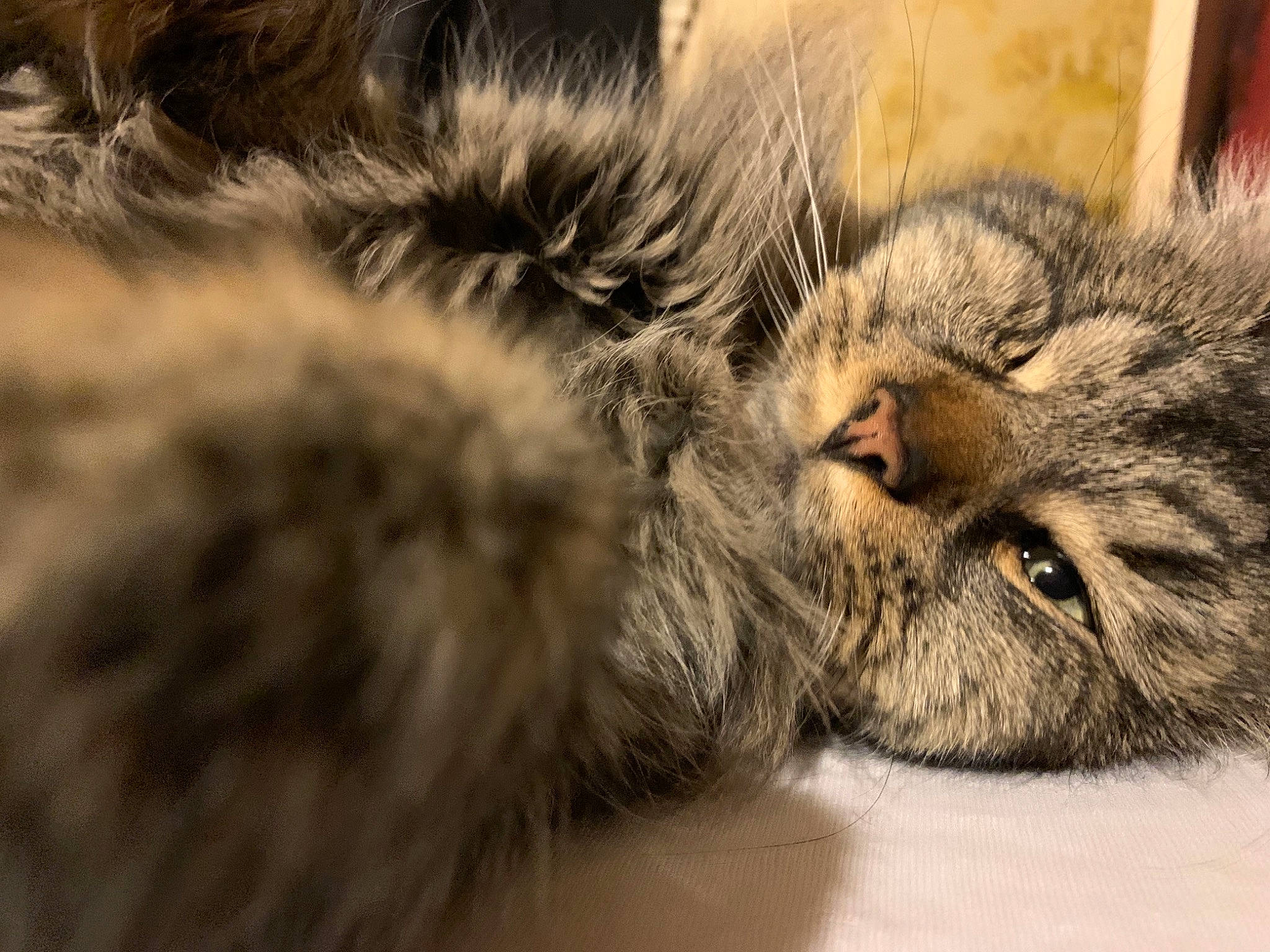 Little One is registered to the contest to win money with this photo: carnivore, cat, claw, domestic_short_haired_cat, fawn, felidae, flooring, fur, nap, paw, sleep, small_to_medium_sized_cats, tail, terrestrial_animal, whiskers, wildlife