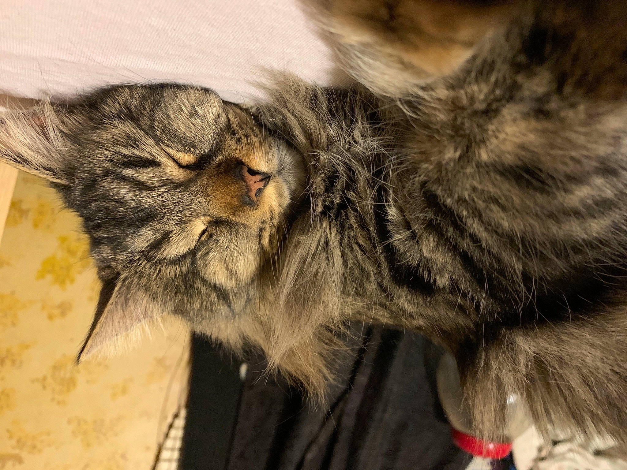 Little One joined the competition — help win amazing prizes! carnivore, cat, claw, close_up, comfort, domestic_short_haired_cat, ear, felidae, fur, nap, paw, sleep, small_to_medium_sized_cats, snout, tail, terrestrial_animal, whiskers, wildlife