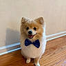 Bingo is registered to the contest to win money with this photo: dog, pomeranian, bow_tie, pet, fluffy, indoor, wooden_floor, smiling, cute, animal, small_dog, standing, canine, fur, domestic_animal, friendly, adorable, portrait, background_wall, happy
