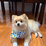 Bingo joined the competition — help win amazing prizes! dog, pomeranian, bandana, floor, wooden_floor, indoor, pet, fur, cute, small_dog, animal, relaxed, lying_down, chair, window, blinds, home, domestic_animal, brown, white