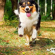 Cannelle participe au concours pour gagner de l'argent avec cette photo : dog, australian_shepherd, canine, tricolor, black_white_brown, fluffy, long_hair, happy, panting, tongue_out, running, jumping, outdoor, forest, woodland, trees, grass, nature, animal_portrait, action_shot