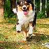dog, australian_shepherd, canine, tricolor, black_white_brown, fluffy, long_hair, happy, panting, tongue_out, running, jumping, outdoor, forest, woodland, trees, grass, nature, animal_portrait, action_shot