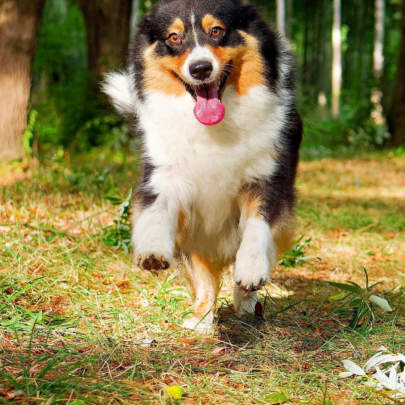 Cannelle participe au concours pour gagner de l'argent avec cette photo : dog, australian_shepherd, canine, tricolor, black_white_brown, fluffy, long_hair, happy, panting, tongue_out, running, jumping, outdoor, forest, woodland, trees, grass, nature, animal_portrait, action_shot