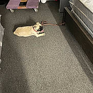 Chewy is registered to the contest to win money with this photo: dog, pug, leash, carpet, bed, mattress, furniture, indoor, pet, animal, resting, gray, tongue, collar, wooden_bed_frame, room, relaxed, lying_down, domestic, home