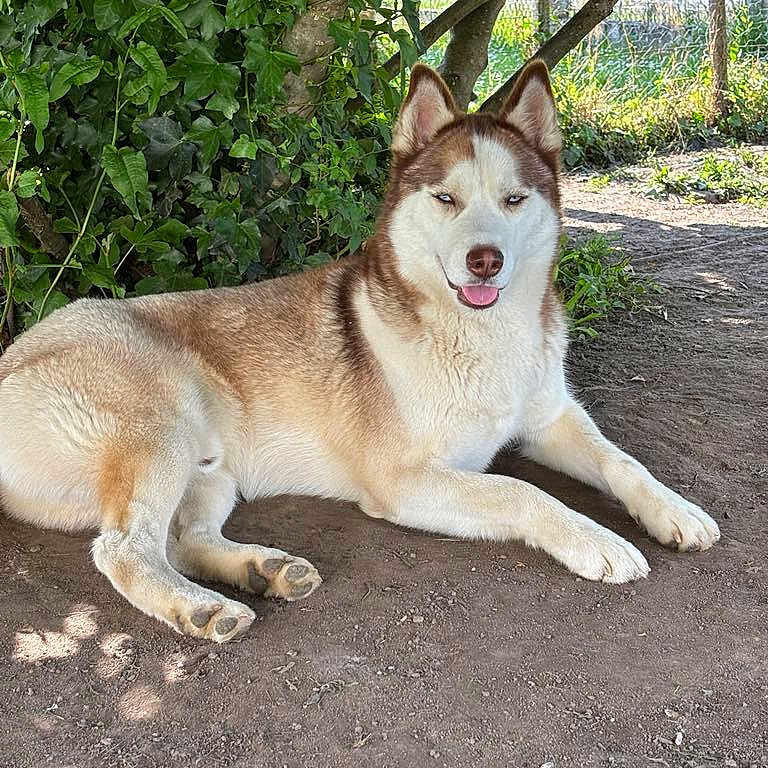 Haiko a rejoint le concours — aidez-le/la à gagner de superbes lots ! animal, canine, dirt, dog, fur, garden, husky, leafy, lying_down, mammal, nature, outdoor, pet, quiet, relaxed, resting, shade, sunlight, tongue_out, tree