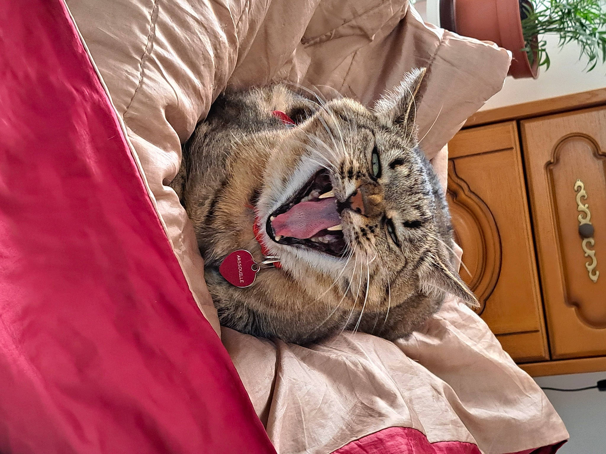 Arsouille a rejoint le concours — aidez-le/la à gagner de superbes lots ! bedding, carnivore, cat, comfort, domestic_short_haired_cat, fang, felidae, fur, linens, magenta, room, sleeve, small_to_medium_sized_cats, snout, whiskers, yawn