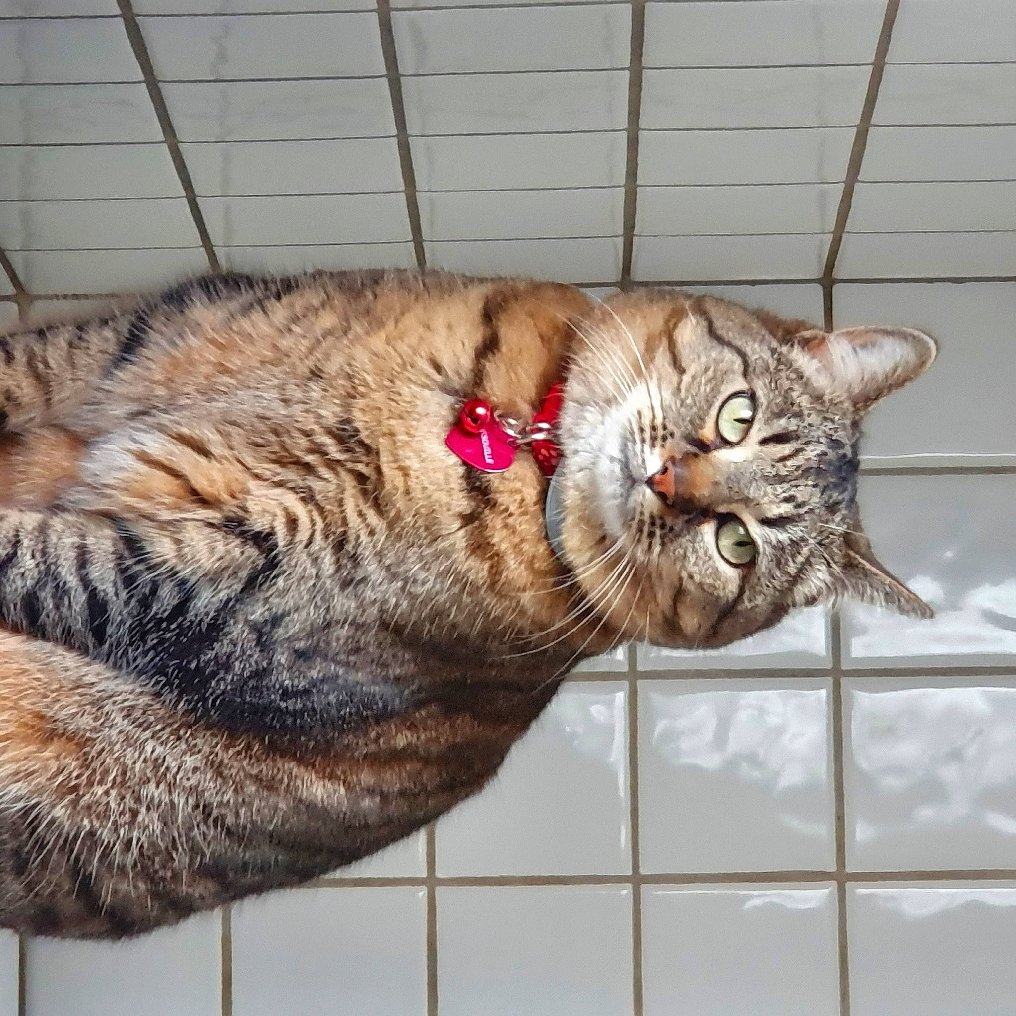 Arsouille a rejoint le concours — aidez-le/la à gagner de superbes lots ! big_cats, carnivore, cat, claw, comfort, domestic_short_haired_cat, fawn, felidae, fur, metal, nap, paw, sleep, small_to_medium_sized_cats, tail, terrestrial_animal, whiskers, wildlife, window, wood