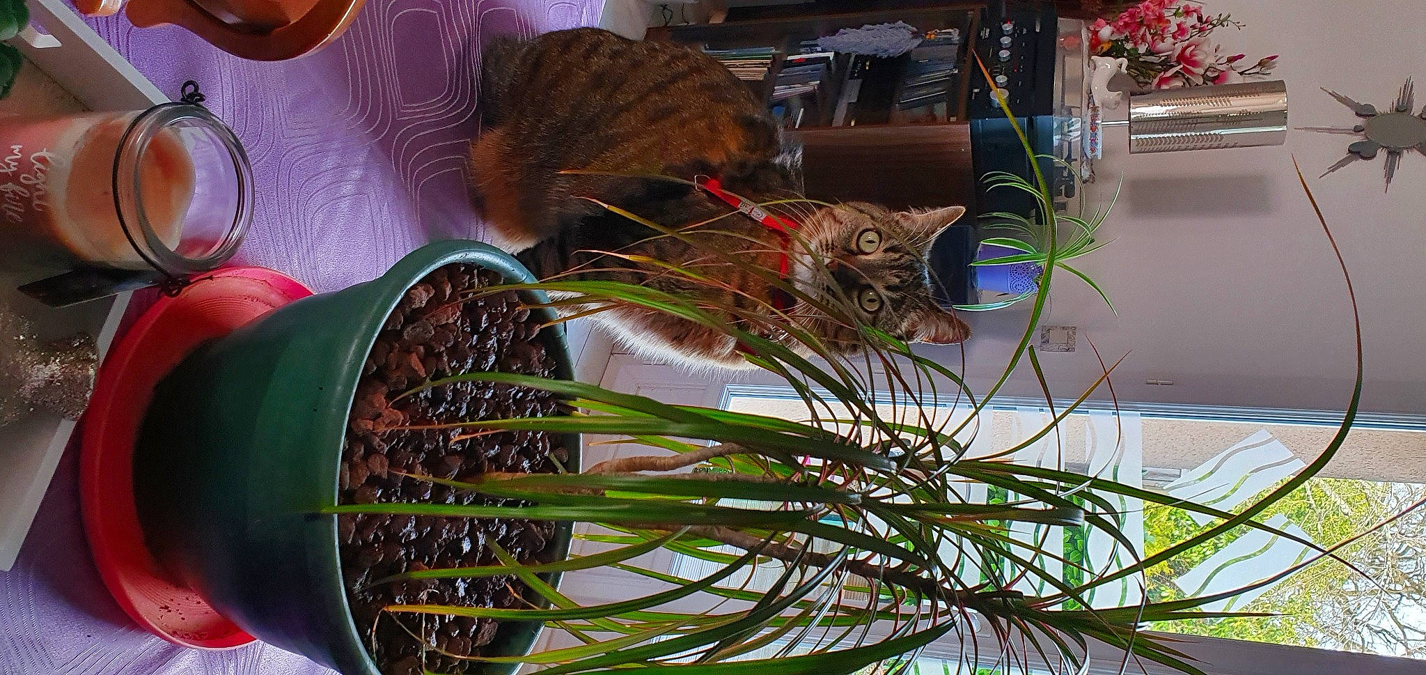 Arsouille a rejoint le concours — aidez-le/la à gagner de superbes lots ! automotive_tire, automotive_wheel_system, bicycle_wheel, botany, circle, flower, flowerpot, grass, herb, houseplant, leaf, lighting, organism, plant, spoke, terrestrial_plant, tire, tree, twig, vegetable