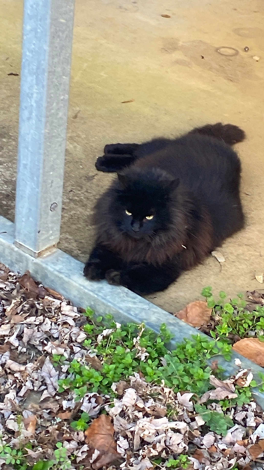 Binx