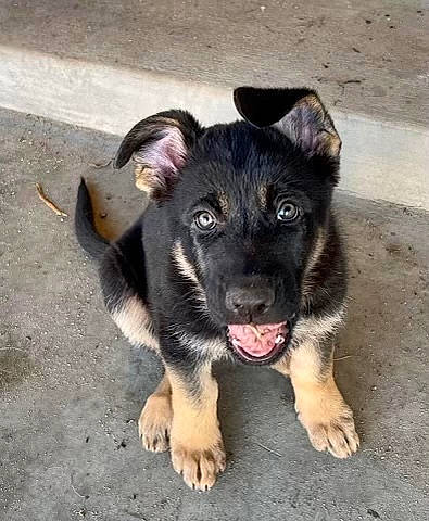 Sicily is registered to the contest to win money with this photo: ancient_dog_breeds, canidae, carnivore, companion_dog, dog, dog_breed, eye, fawn, foot, german_shepherd_dog, herding_dog, jaw, paw, road_surface, snout, sporting_group, street_dog, terrestrial_animal, working_animal, working_dog