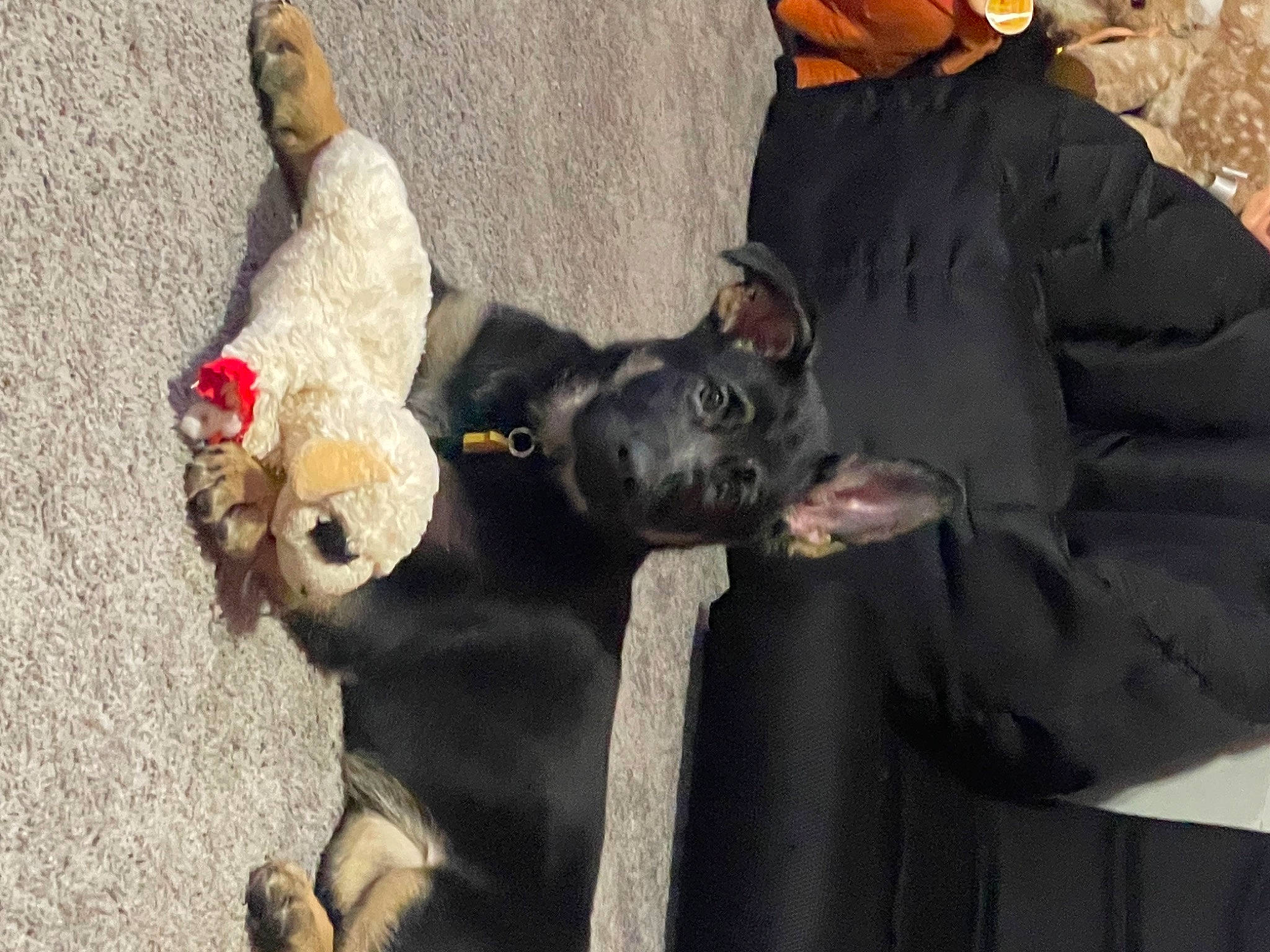 Sicily joined the competition — help win amazing prizes! american_black_bear, baseball_cap, canidae, carnivore, companion_dog, dog, dog_breed, fur, gesture, guard_dog, hat, leash, non_sporting_group, snout, sporting_group, street_dog, tail, working_animal