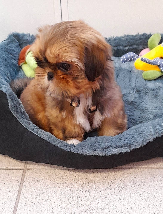 Aïko a rejoint le concours — aidez-le/la à gagner de superbes lots ! canidae, carnivore, comfort, companion_dog, dog, dog_breed, dog_supply, fawn, fur, liver, paw, pekingese, shih_tzu, snout, sporting_group, terrestrial_animal, toy, toy_dog, whiskers, working_animal