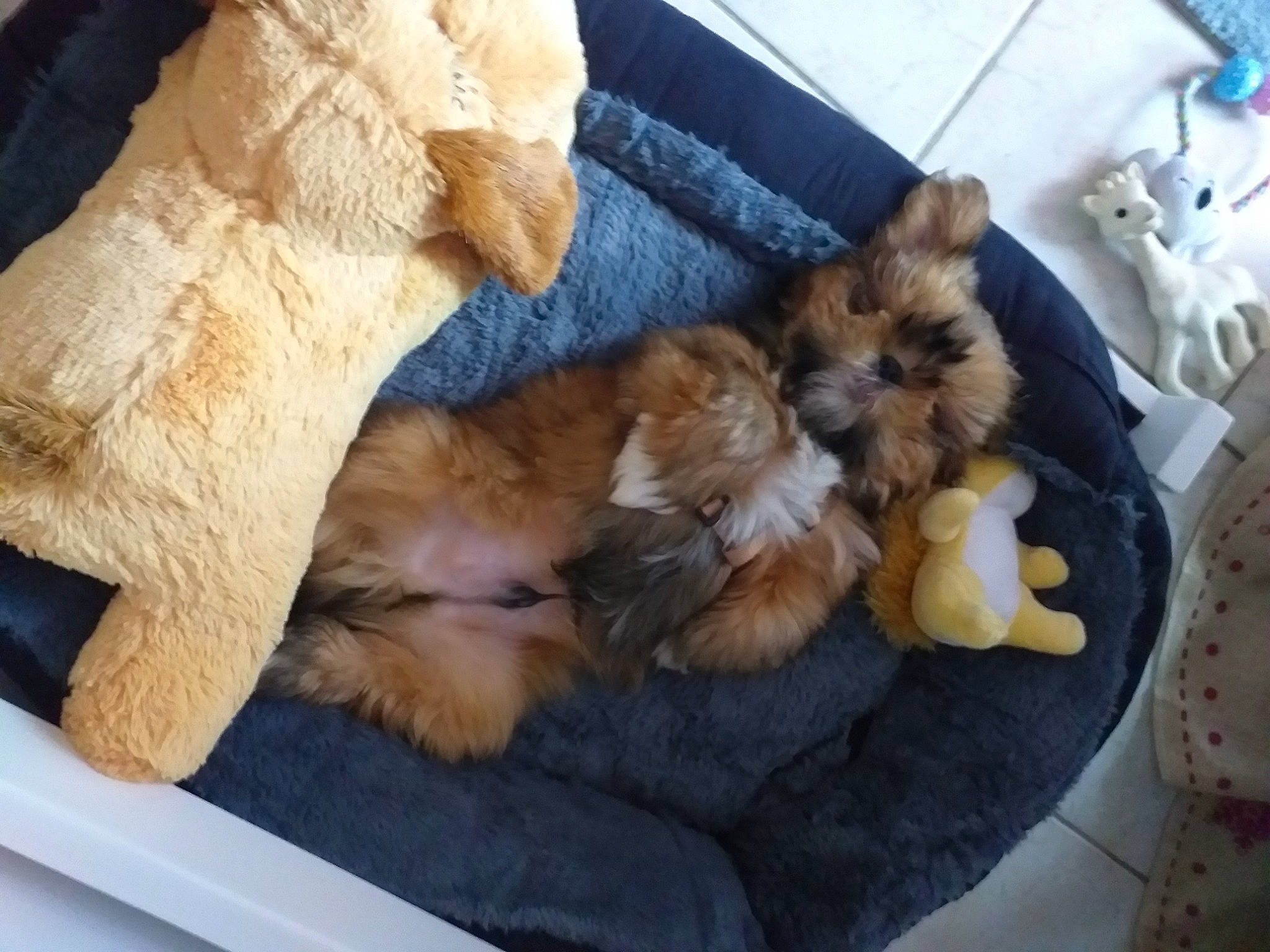 Aïko a rejoint le concours — aidez-le/la à gagner de superbes lots ! carnivore, cat, cat_supply, claw, comfort, companion_dog, dog_breed, dog_supply, fawn, felidae, fur, nap, paw, pet_supply, small_to_medium_sized_cats, tail, toy_dog, whiskers, wood