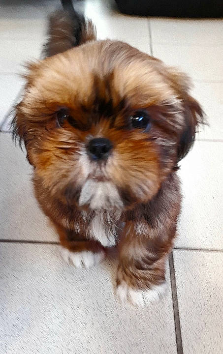 Aïko a rejoint le concours — aidez-le/la à gagner de superbes lots ! canidae, carnivore, companion_dog, dog, dog_breed, fawn, fur, liver, maltepoo, plant, shih_poo, shih_tzu, small_terrier, snout, sporting_group, terrestrial_animal, terrier, toy_dog, whiskers, working_animal