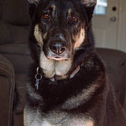Russia Renee joined the competition — help win amazing prizes! animal, armchair, canine, chair, couch, dog, furniture, germanshepherd, husky, pet, policedog, puppy