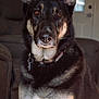 animal, armchair, canine, chair, couch, dog, furniture, germanshepherd, husky, pet, policedog, puppy