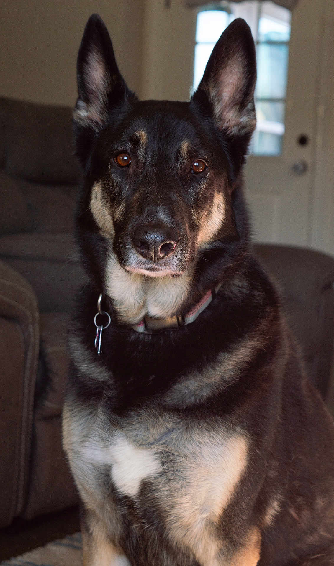Russia Renee joined the competition — help win amazing prizes! animal, armchair, canine, chair, couch, dog, furniture, germanshepherd, husky, pet, policedog, puppy