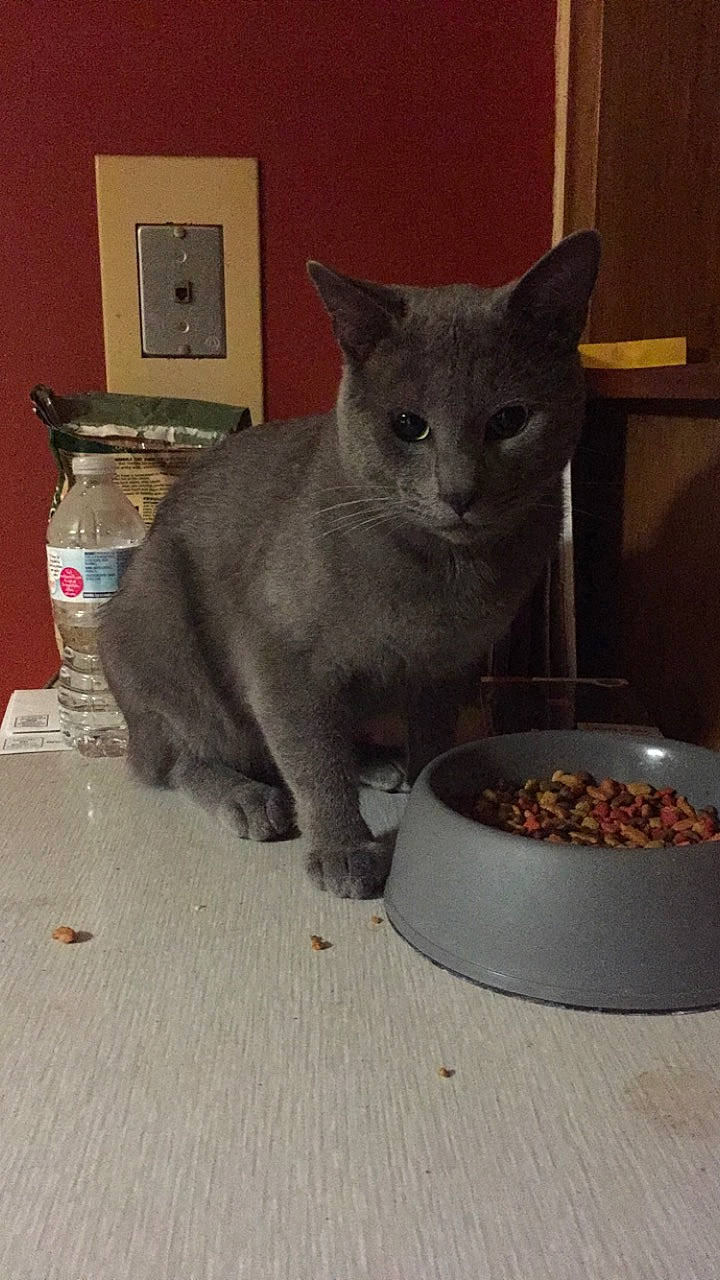 Pamelo is registered to the contest to win money with this photo: asian, british_shorthair, burmese, carnivore, cat, chartreux, domestic_short_haired_cat, felidae, korat, mammal, nebelung, russian_blue, small_to_medium_sized_cats, vertebrate, whiskers