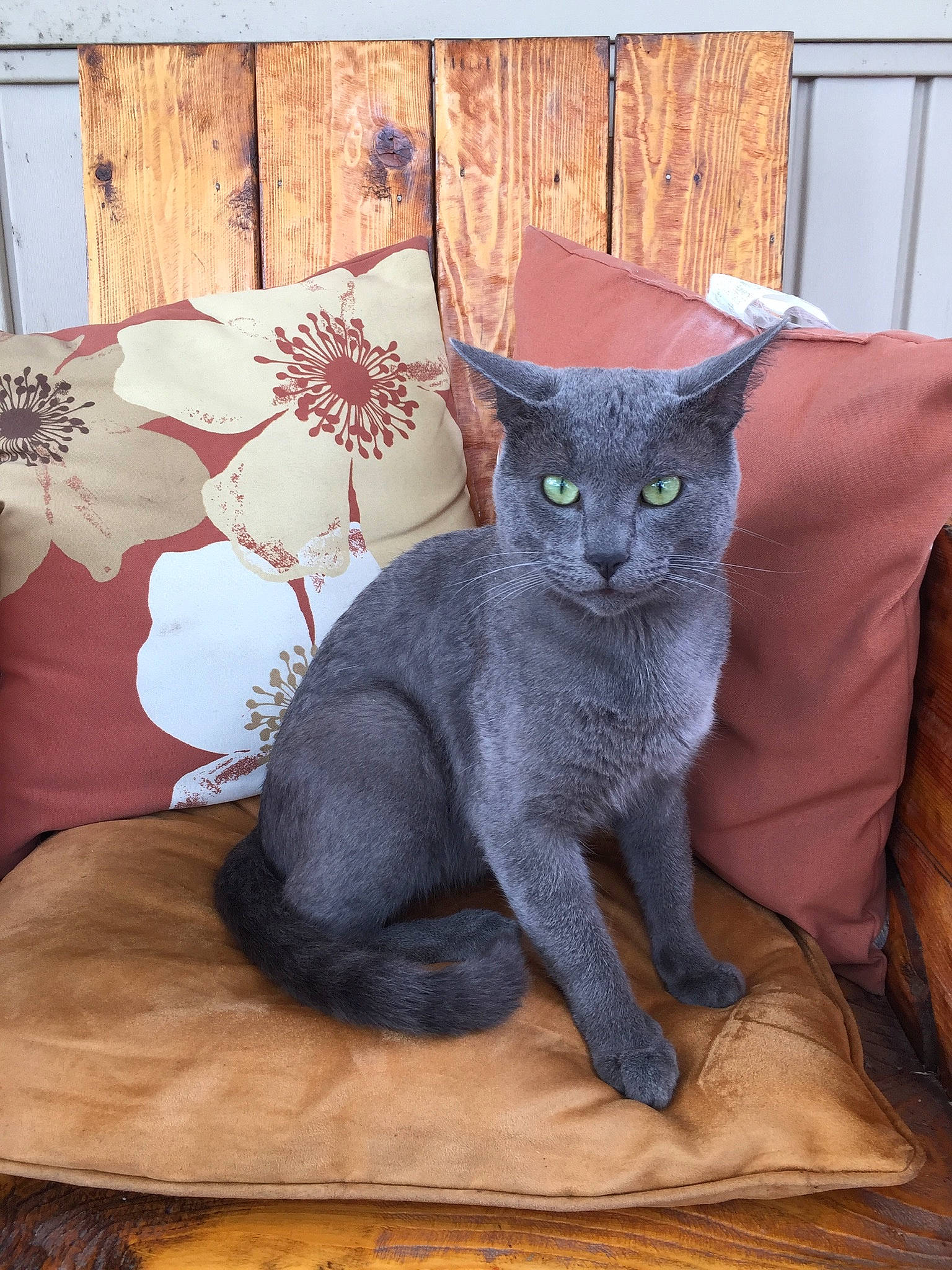 Pamelo is registered to the contest to win money with this photo: asian, black_cat, british_shorthair, burmese, carnivore, cat, chartreux, domestic_short_haired_cat, felidae, korat, mammal, nebelung, oriental_shorthair, russian_blue, small_to_medium_sized_cats, vertebrate, whiskers
