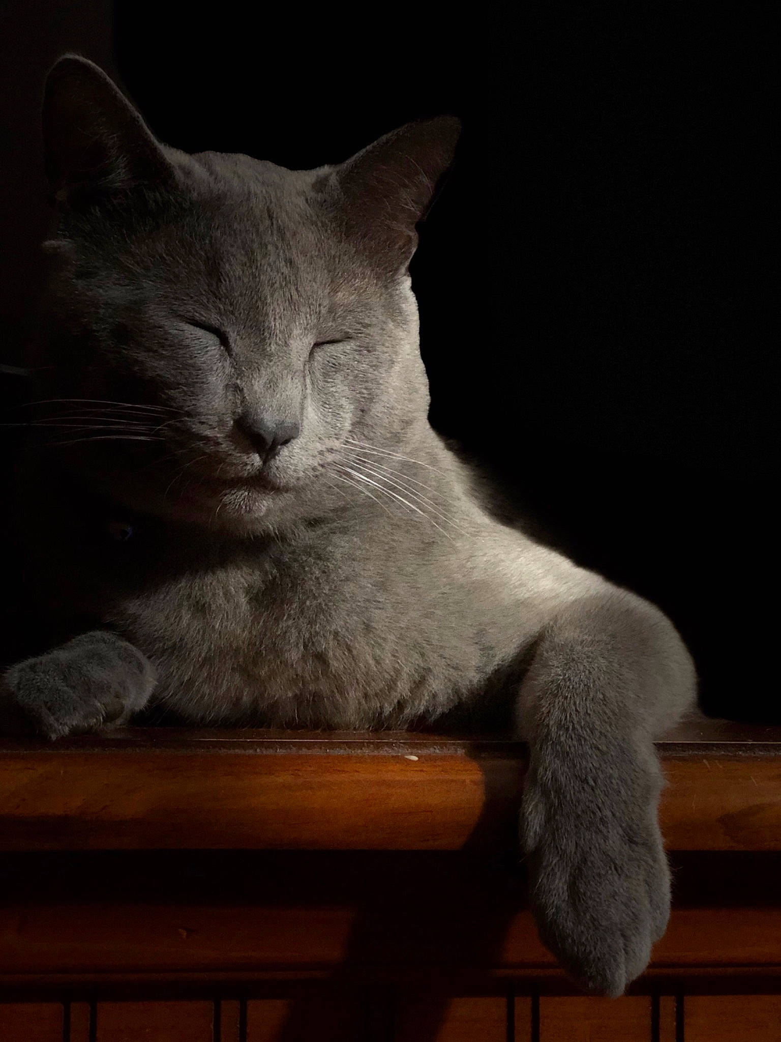 Pamelo joined the competition — help win amazing prizes! asian, british_shorthair, burmilla, carnivore, cat, chartreux, domestic_short_haired_cat, felidae, korat, russian_blue, small_to_medium_sized_cats, tail, whiskers