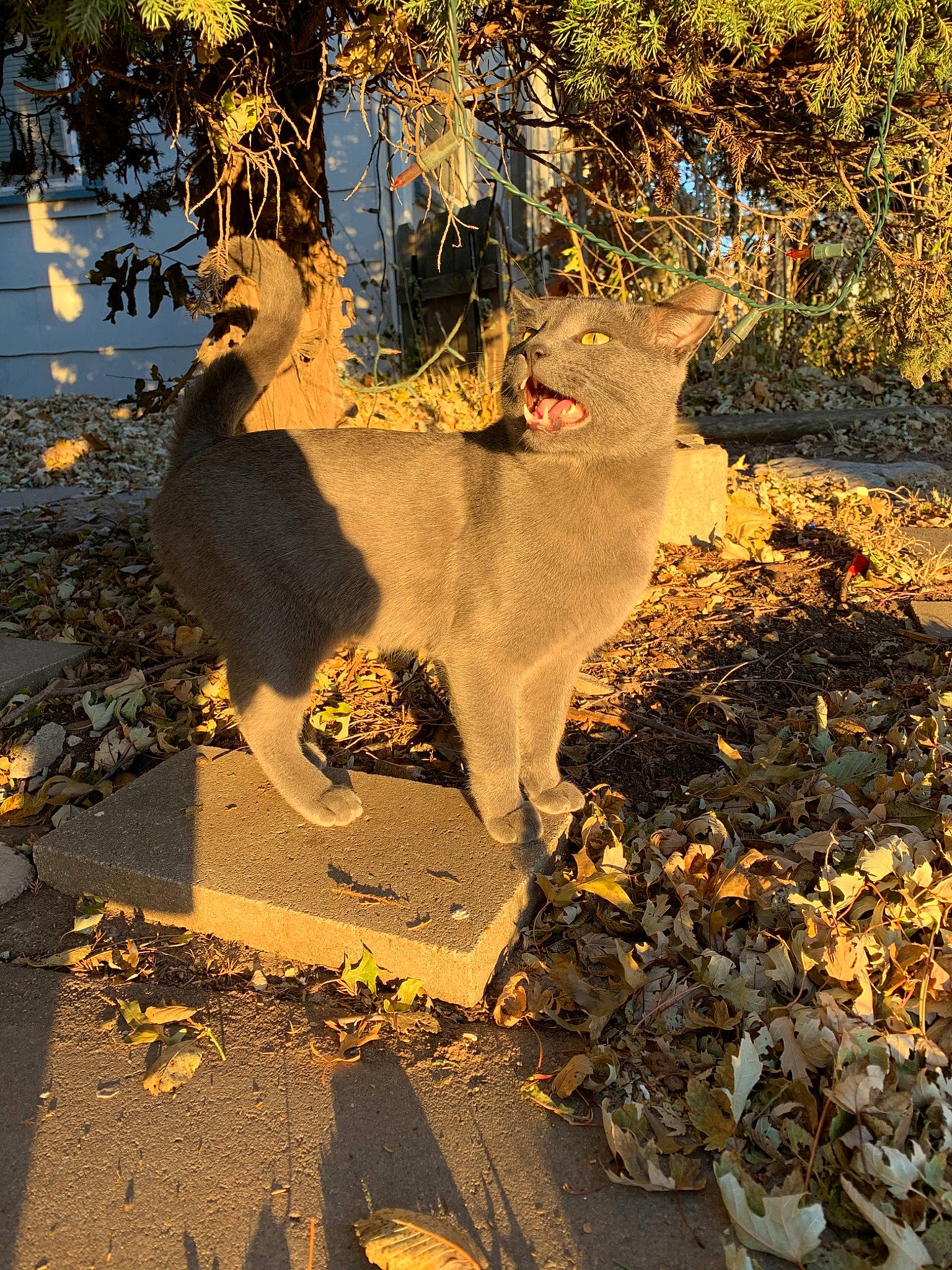 Pamelo is registered to the contest to win money with this photo: autumn, branch, cat, deciduous, felidae, grass, leaf, plant, reflection, shadow, sunlight, tail, tree, woody_plant, yellow