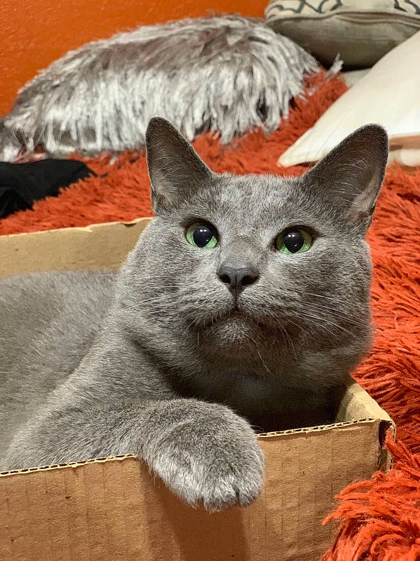 Pamelo is registered to the contest to win money with this photo: asian, british_shorthair, carnivore, cat, chartreux, domestic_short_haired_cat, felidae, korat, mammal, nebelung, russian_blue, small_to_medium_sized_cats, snout, vertebrate, whiskers