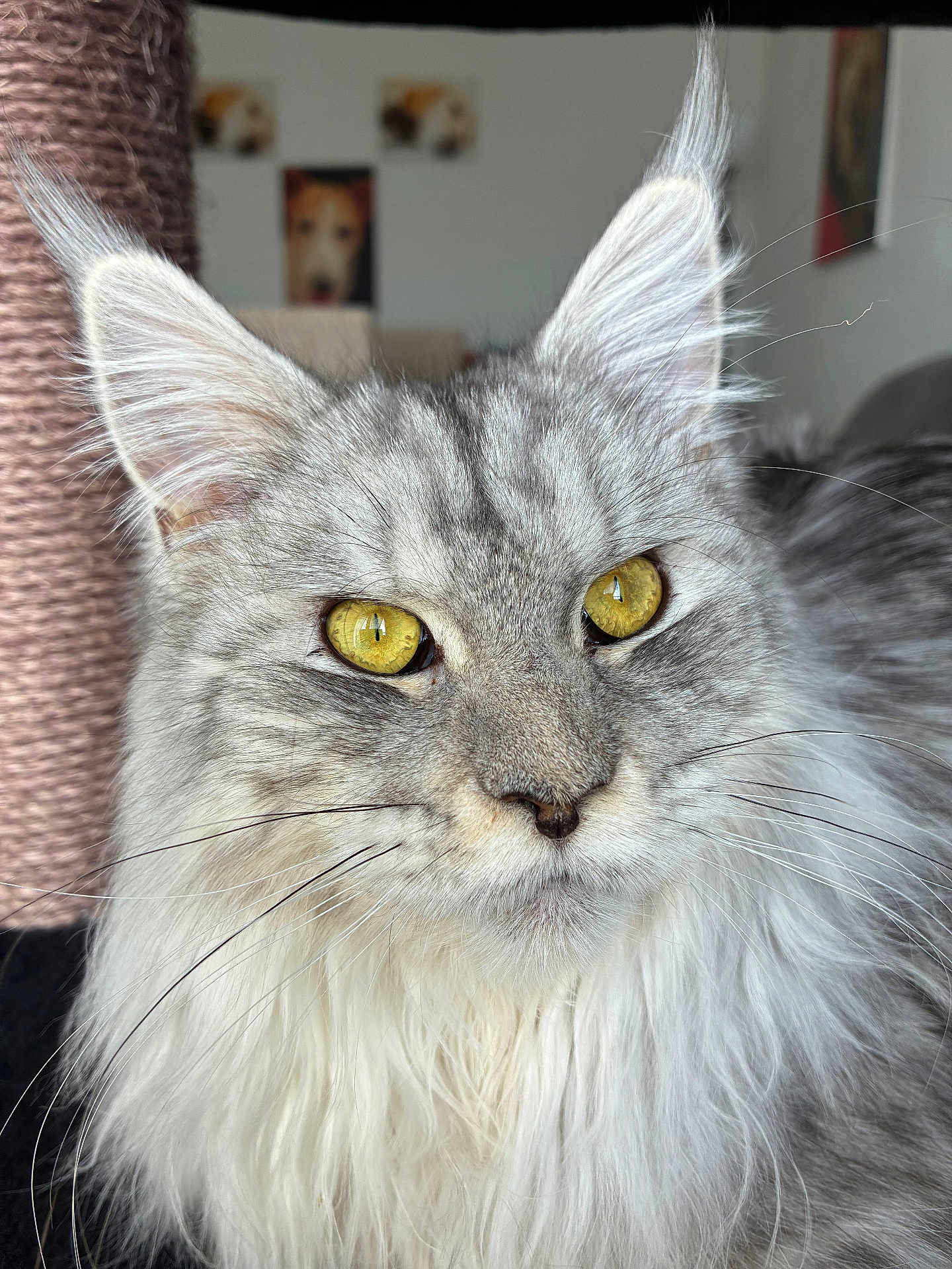 V Comette participe au concours pour gagner de l'argent avec cette photo : cat, fluffy, gray, yellow_eyes, close_up, indoor, pet, feline, whiskers, ears, fur, portrait, animal, cute, domestic_cat, relaxed, looking, face, long_hair, household