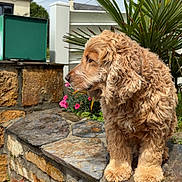 Bill participe au concours pour gagner de l'argent avec cette photo : dog, curly_fur, stone_wall, green_plant, flowers, outdoor, daylight, pet, animal, garden, fur, portrait, side_view, nature, sunlight, wall, flower_bed, canine, leaves, background