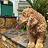dog, curly_fur, stone_wall, green_plant, flowers, outdoor, daylight, pet, animal, garden, fur, portrait, side_view, nature, sunlight, wall, flower_bed, canine, leaves, background