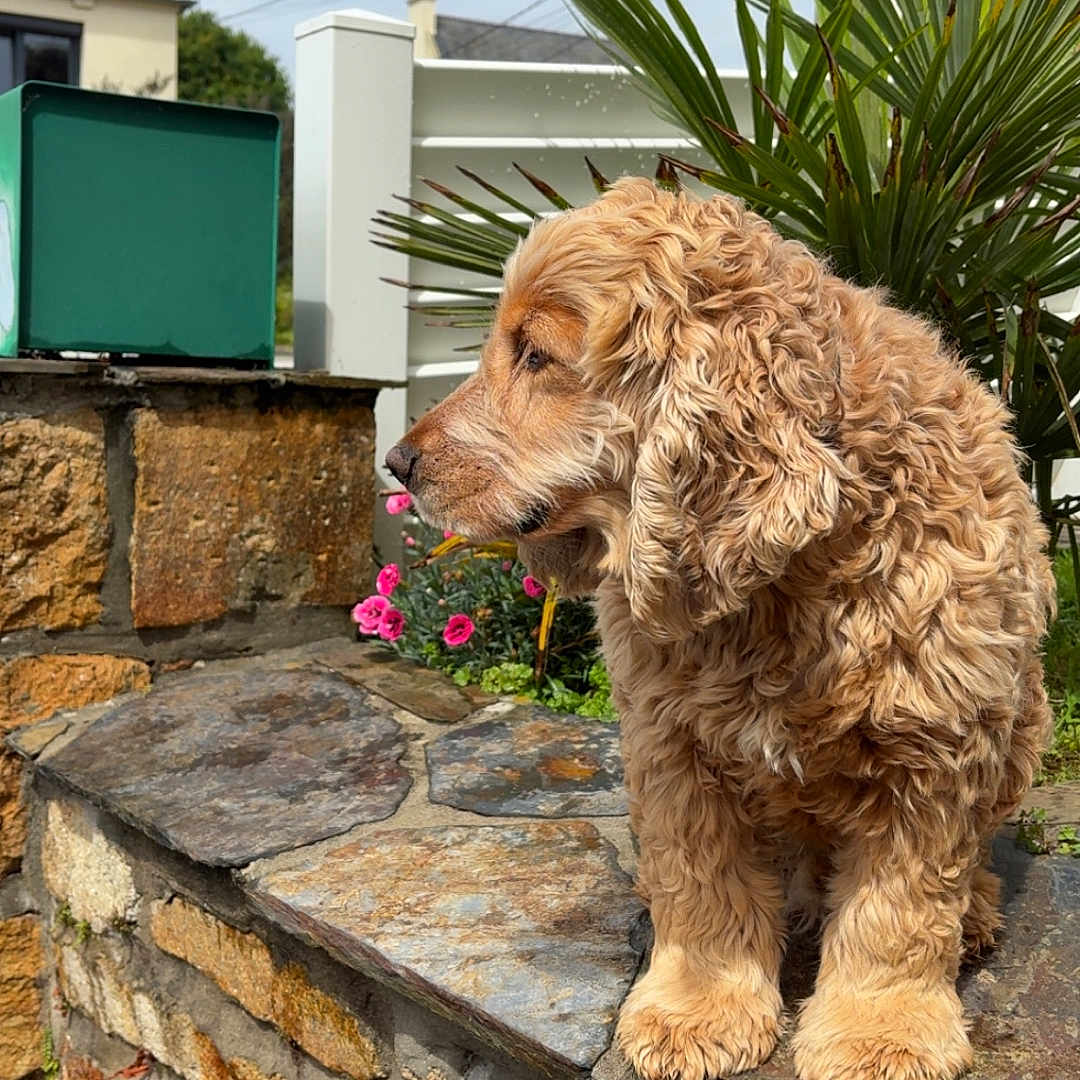 Bill participe au concours pour gagner de l'argent avec cette photo : dog, curly_fur, stone_wall, green_plant, flowers, outdoor, daylight, pet, animal, garden, fur, portrait, side_view, nature, sunlight, wall, flower_bed, canine, leaves, background