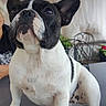 dog, french_bulldog, black_and_white, pet, sitting, table, outdoor, canine, animal, ears, face, paw, fur, nose, whiskers, furniture, plant, person_partially_visible, background, daylight