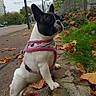 dog, french_bulldog, pink_harness, sidewalk, autumn_leaves, urban, greenery, street, tree, grass, curb, leaves, outdoor, pet, canine, walking, daytime, fence, city, pavement