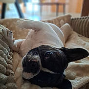 Lily participe au concours pour gagner de l'argent avec cette photo : animal, black_and_white, blanket, canine, close_up, companion, cozy, cute, dog, ears, french_bulldog, fur, home, indoor, lying_down, pet, portrait, relaxed, resting, soft_light